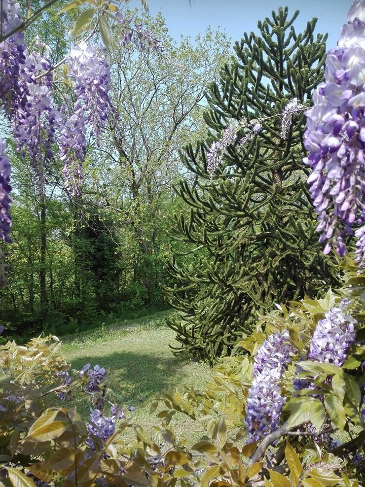 ARAUCARIA DI 10 METRI FRA IL GLICINE