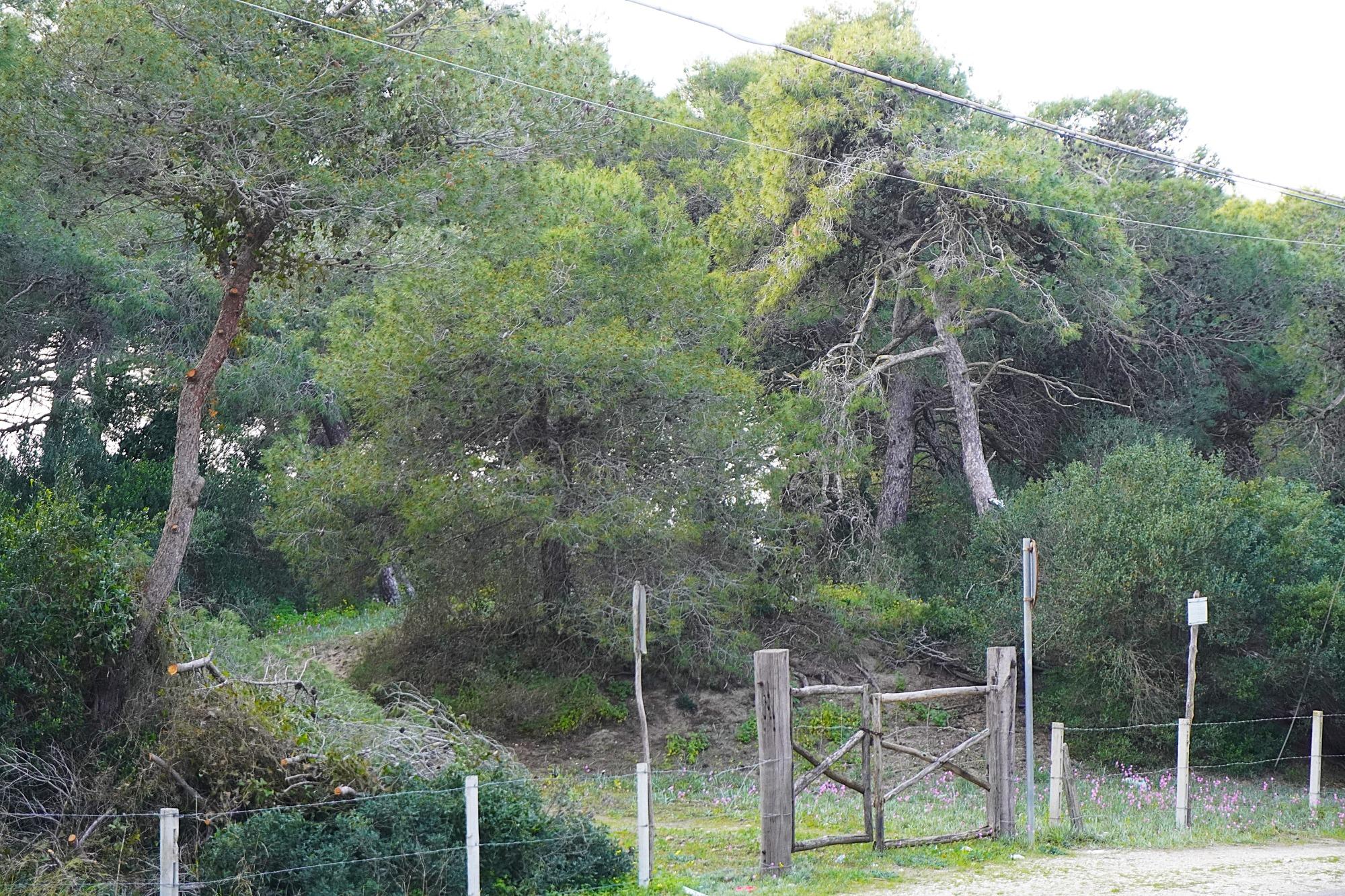Villa Ofelia a Chiatona - pineta di pini di Aleppo