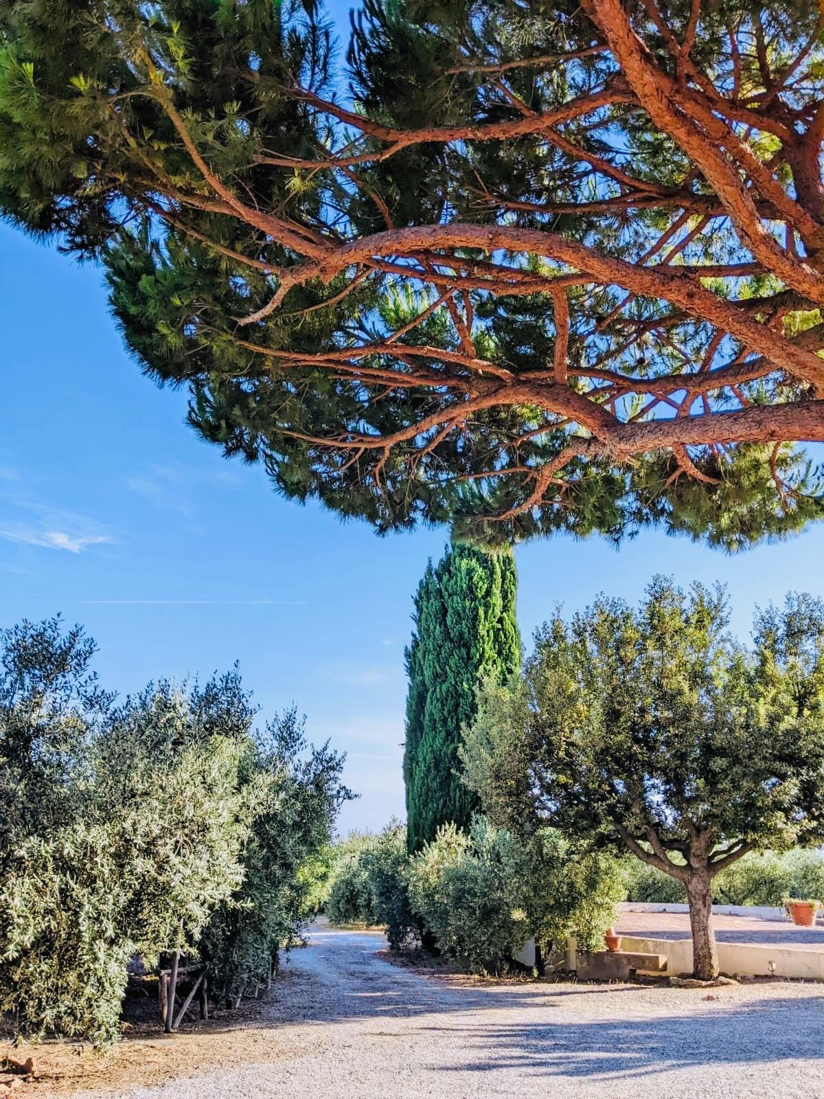Vista dagli appartamenti Il Fienile e La Carraia