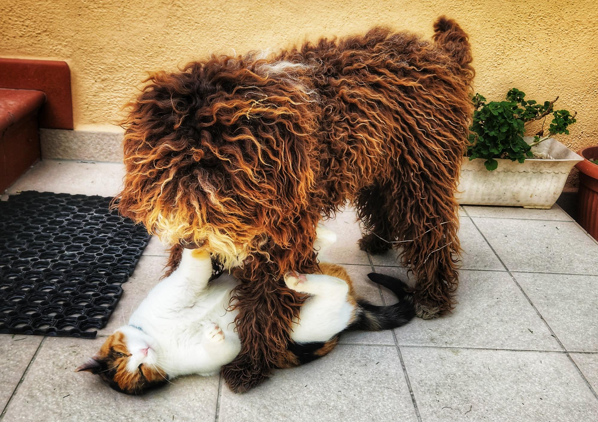 Ruffi e Choko sono fratelli e amici