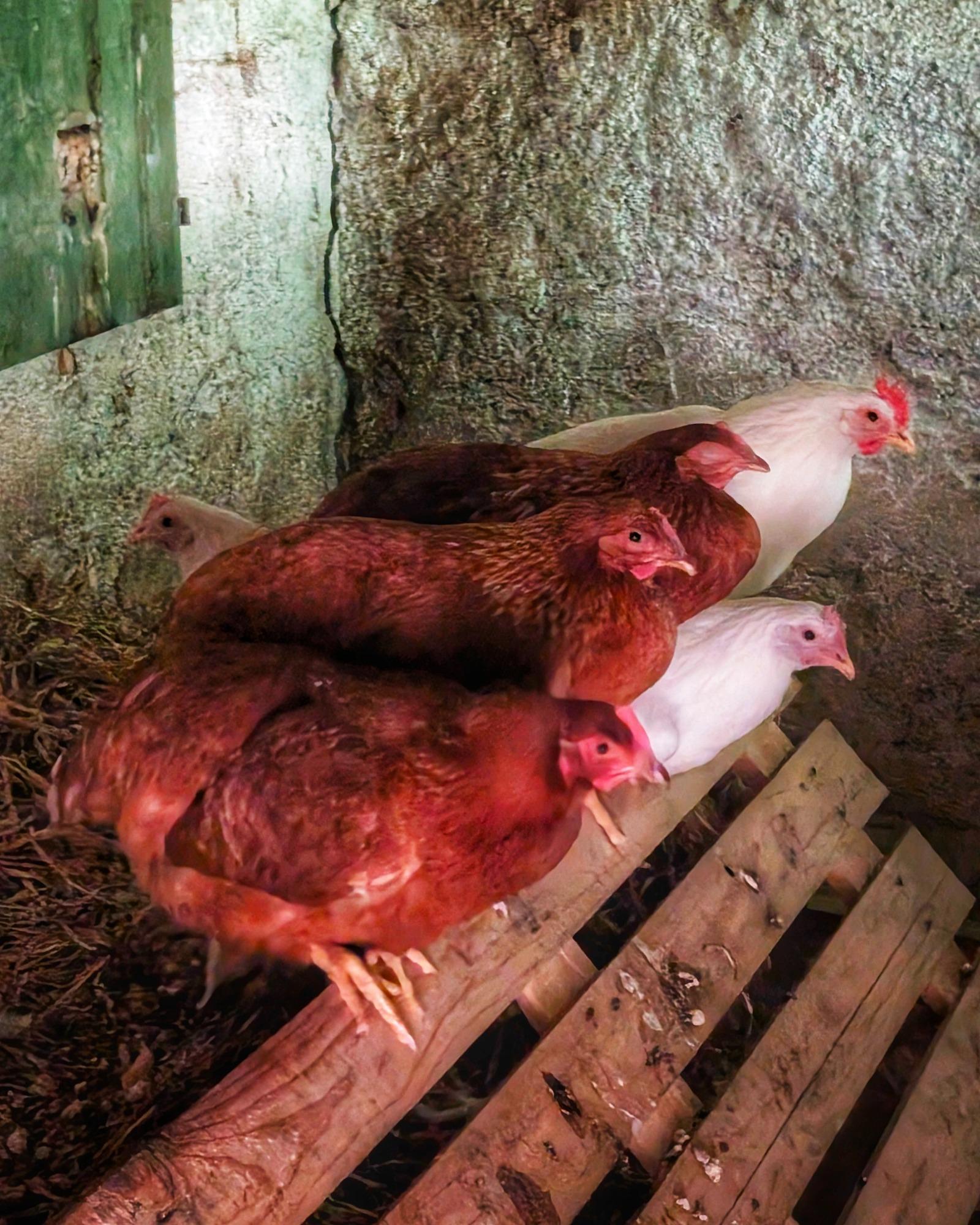 Galline produttrici di uova biologiche...