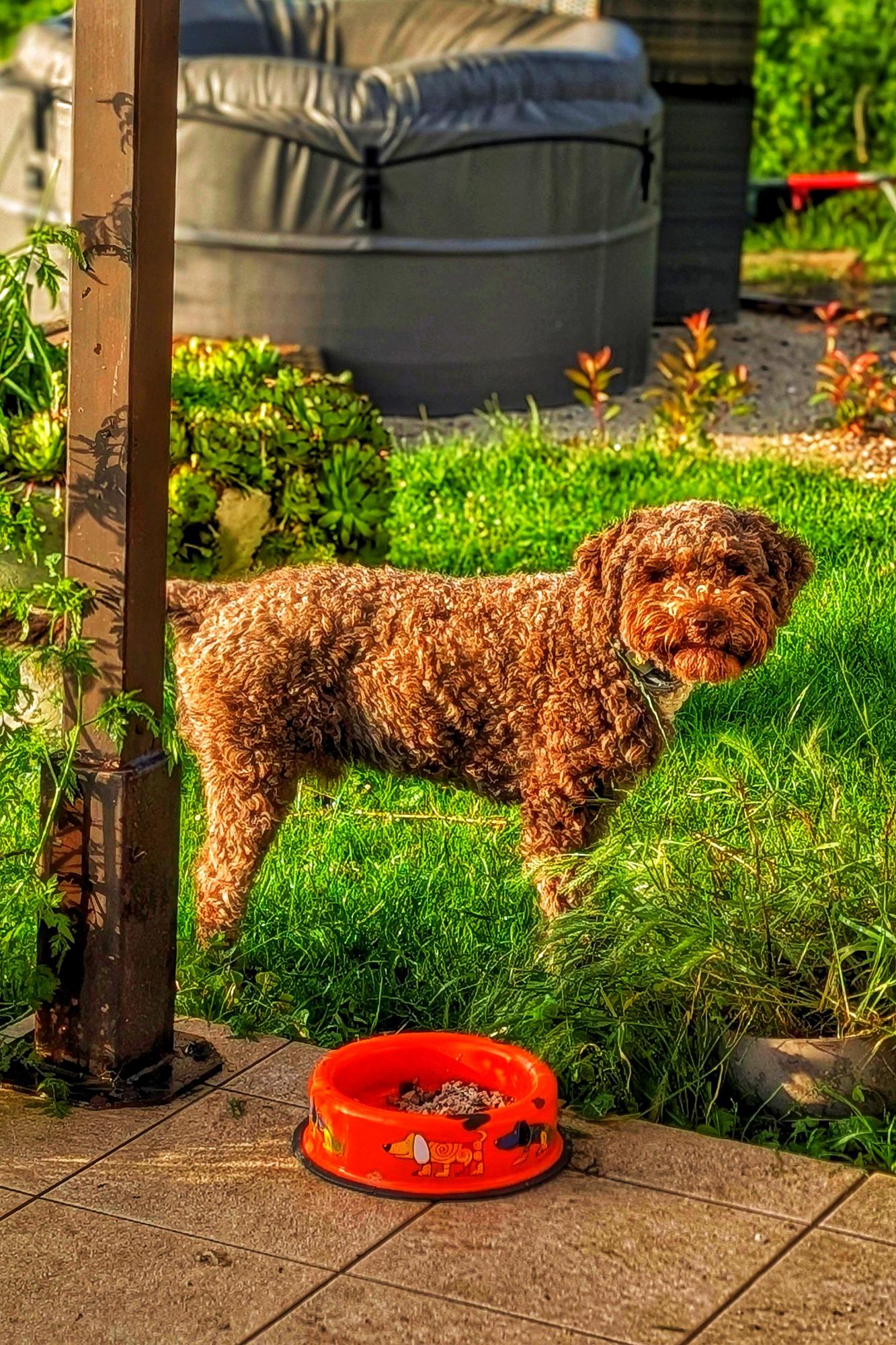La nostra mascotte: Choko Shock