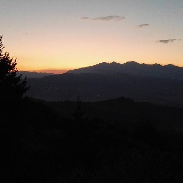  Ulivo