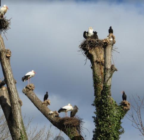 Le cicogne di Fagagna