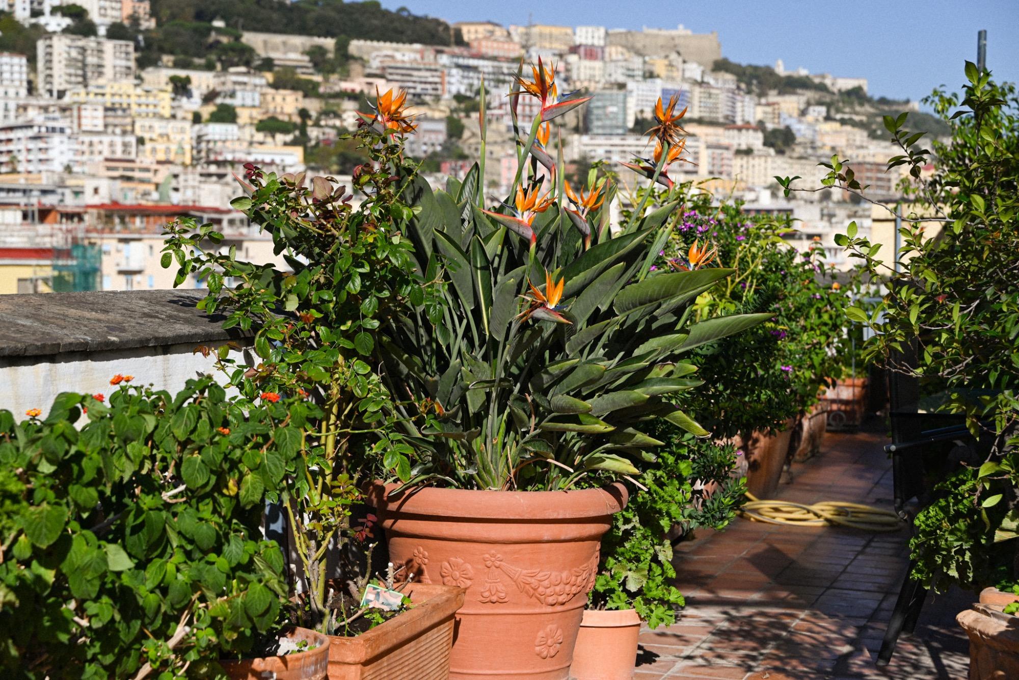 Suite con terrazza, dettaglio vista