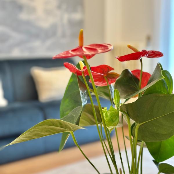  Casa Angelo Design Flat