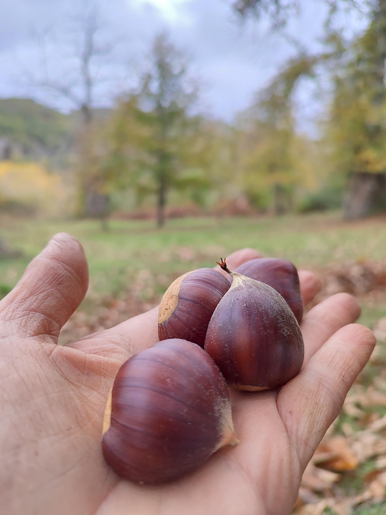 Castagna Rossa del Cicolano