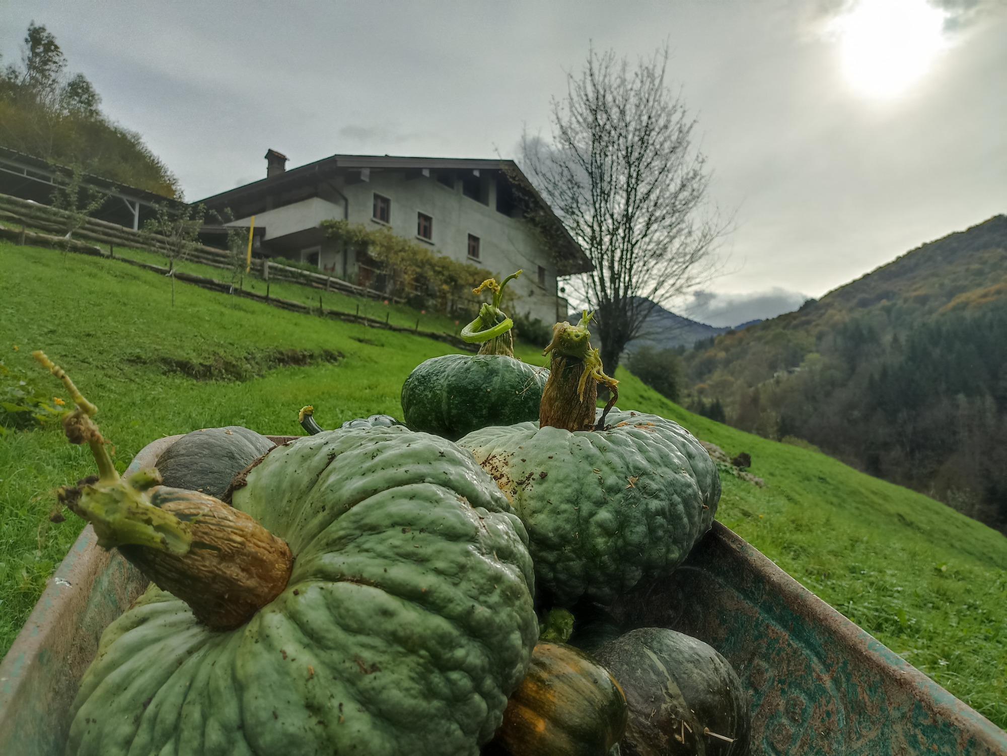 Autunno e la raccolta delle zucche.