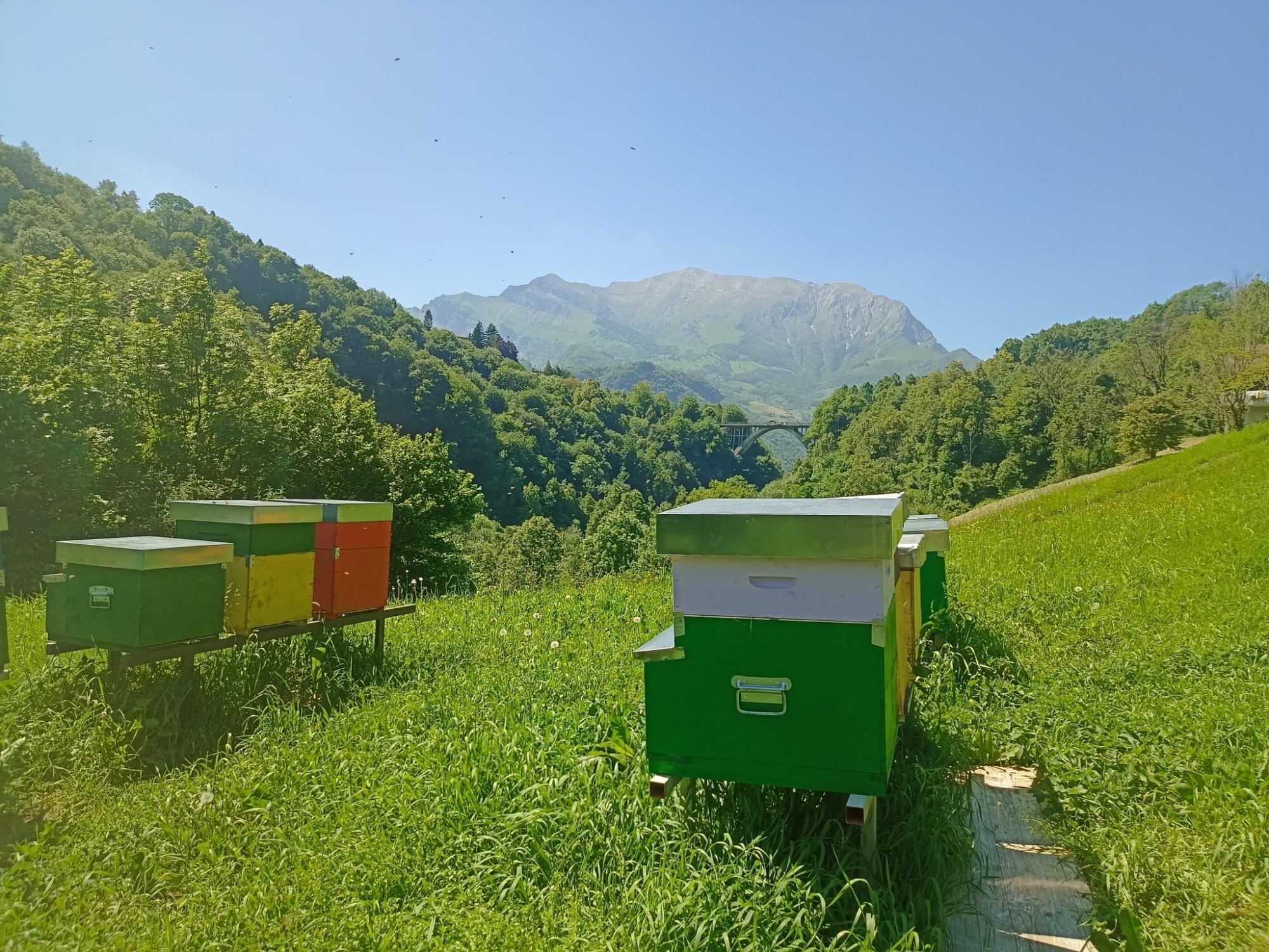L'apiario della Cascina Cornella.