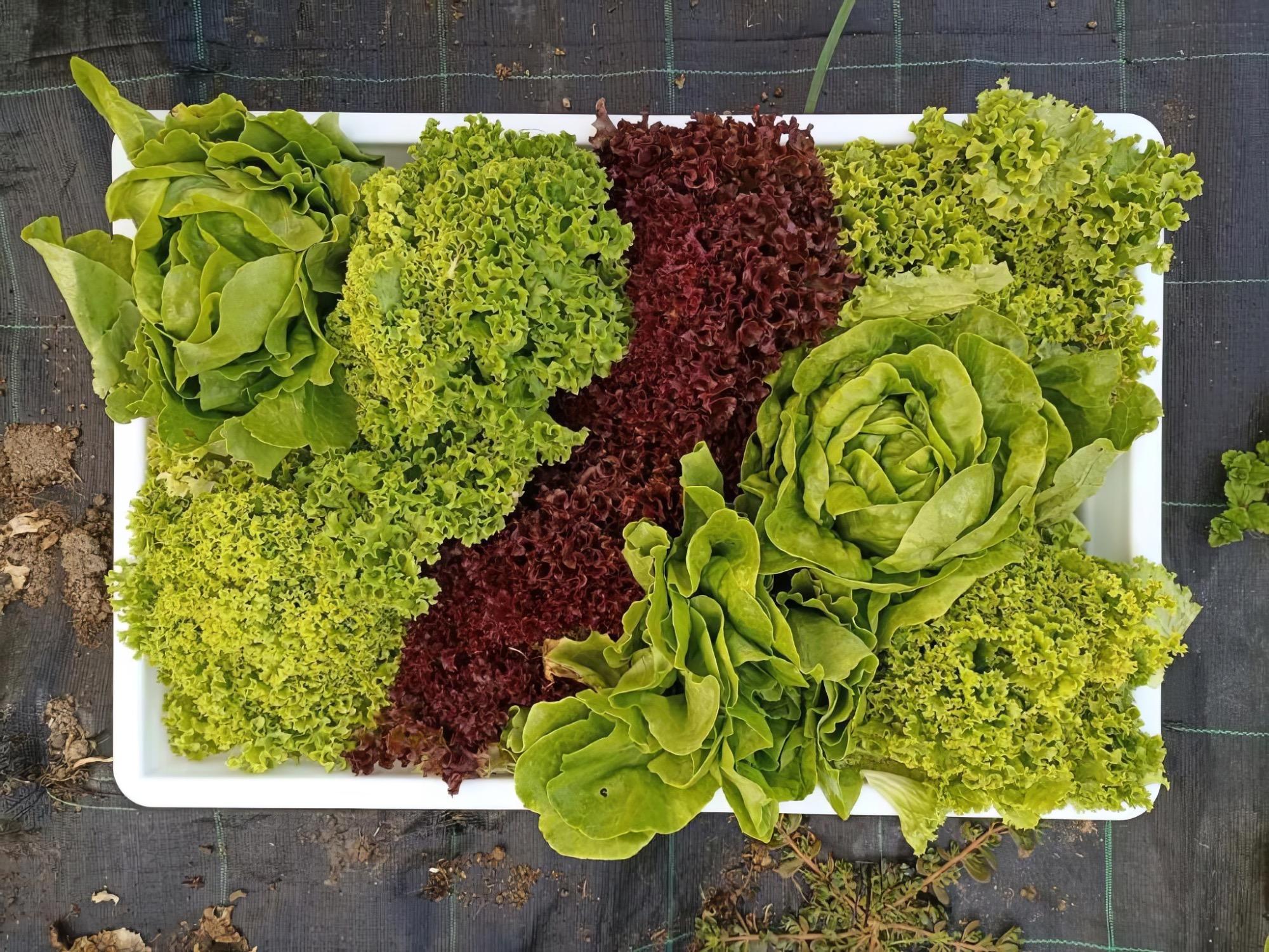 L'orto di Marialuisa. Colori e verdure da incorniciare!