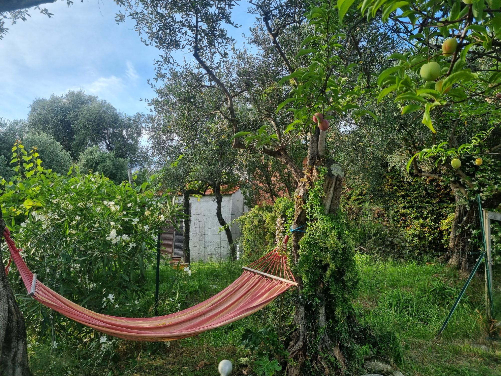 Amaca in giardino