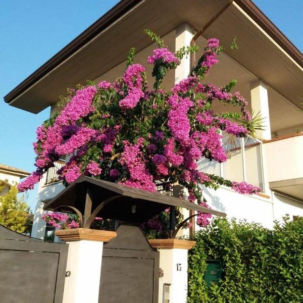  La Bouganville Di Sante e Rosa