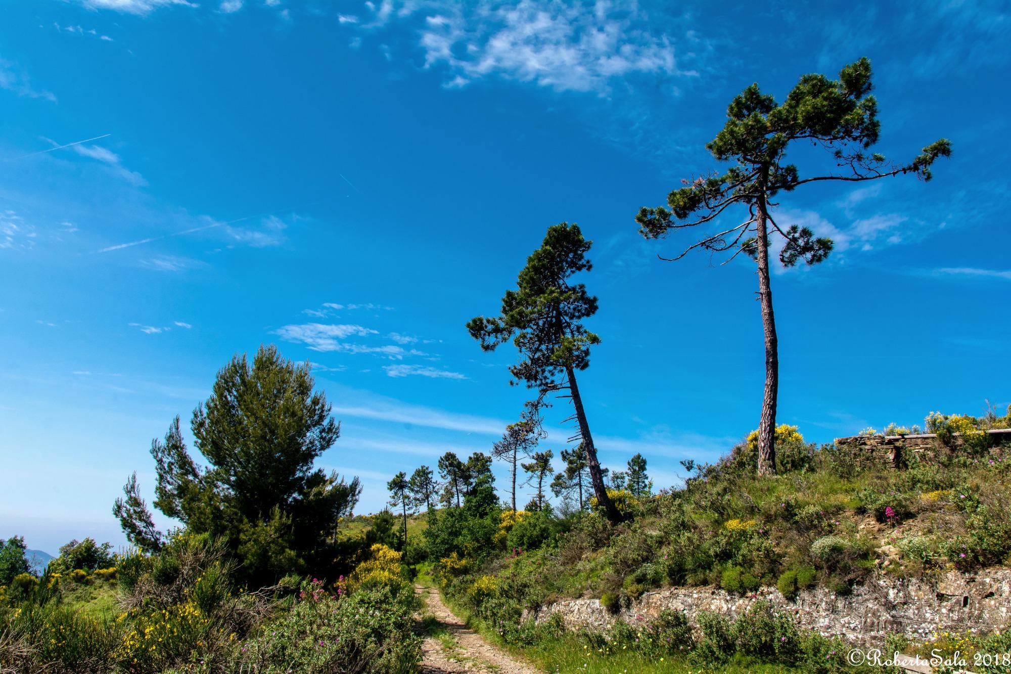 Territorio di Isolabona