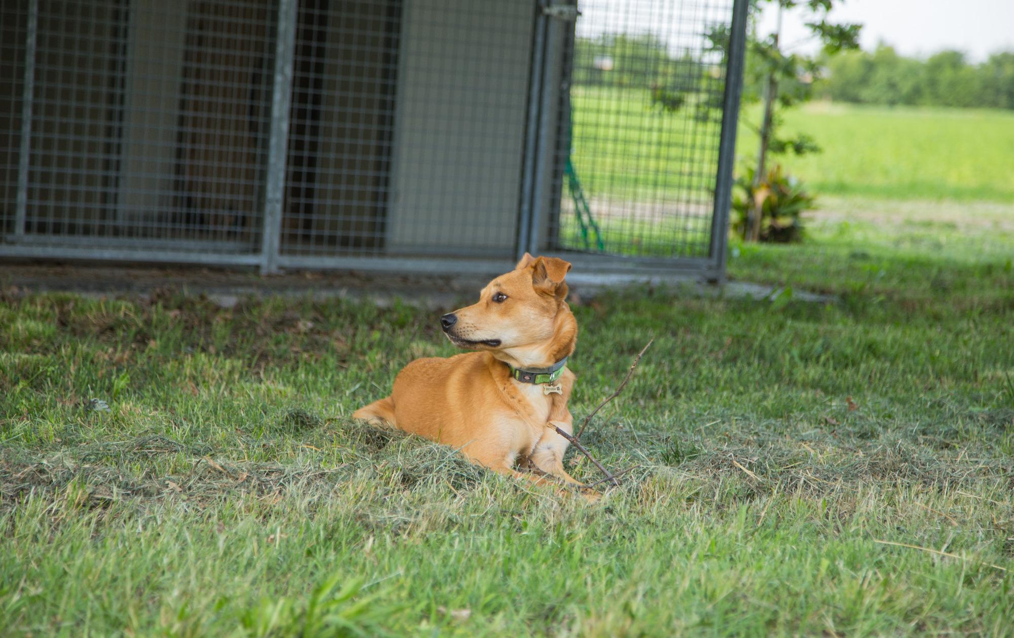 per cani abituati all'aperto disponiamo anche di box esterni