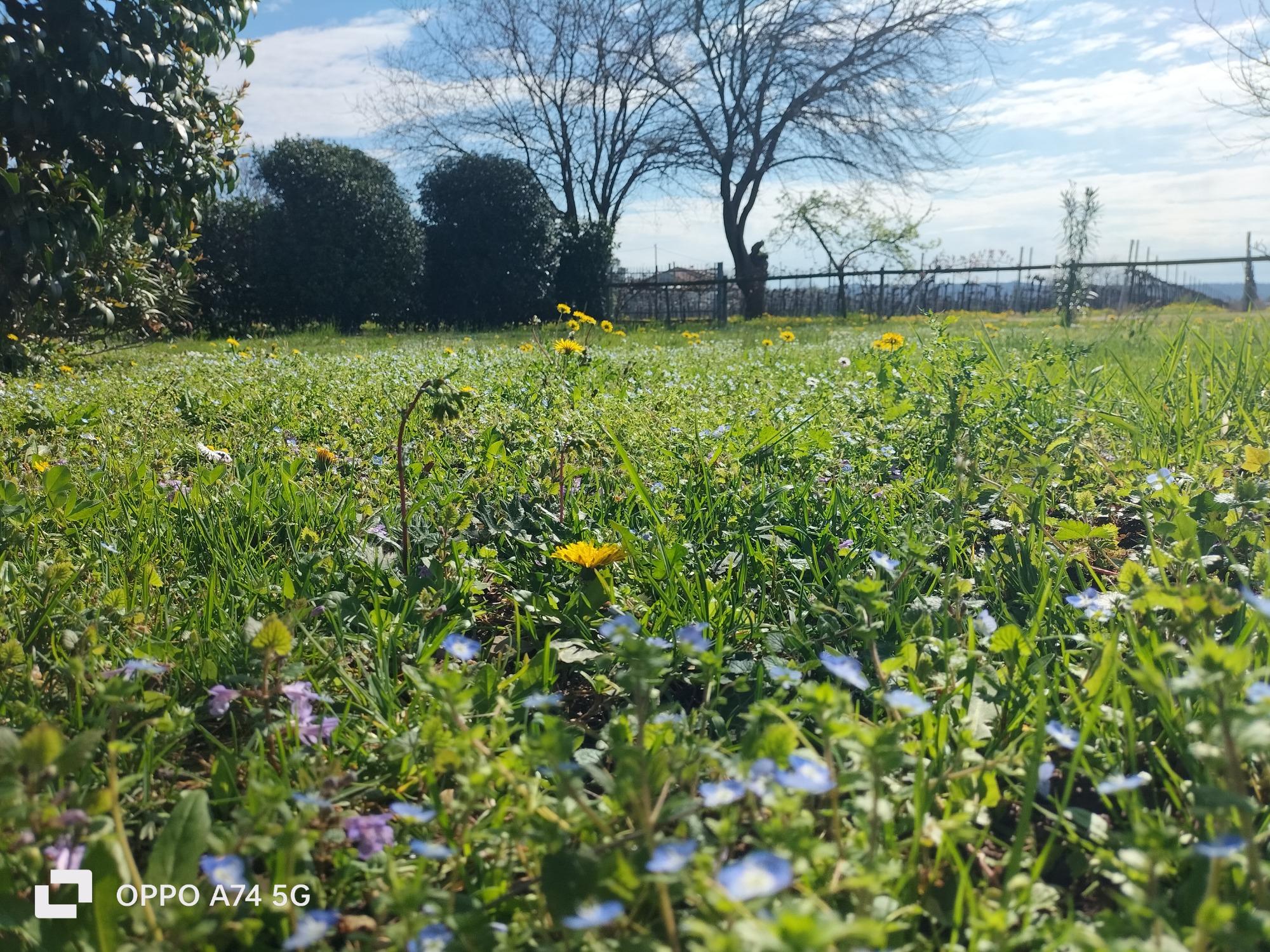 prime fioriture primaverili sul giardino