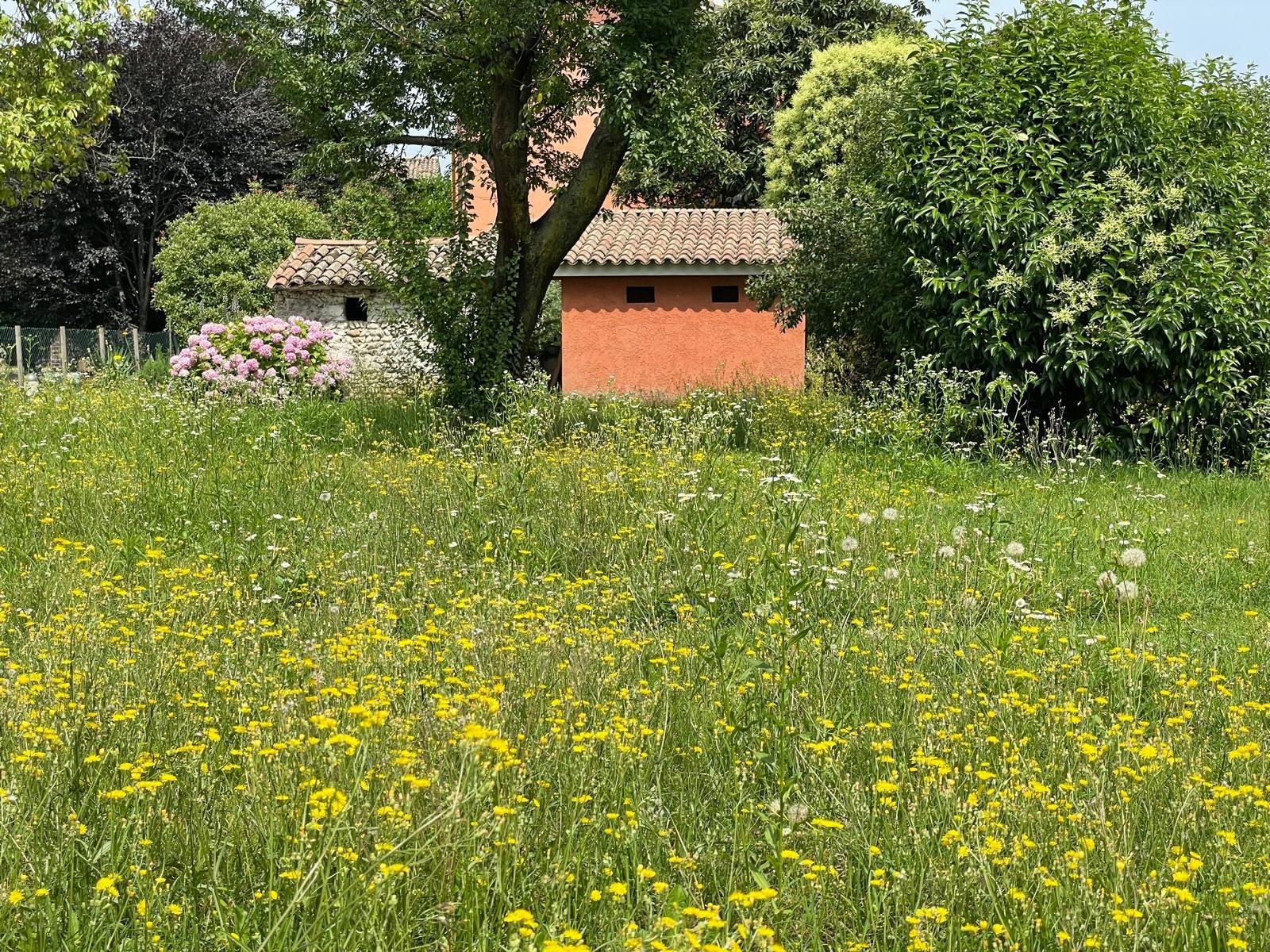 fioritura estiva sul giardino