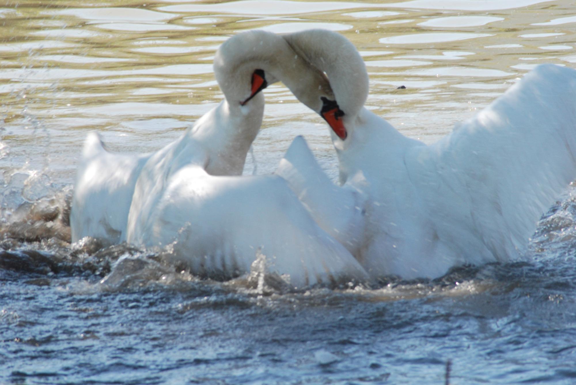 Danza D'amore di Cigni Fiume Mincio