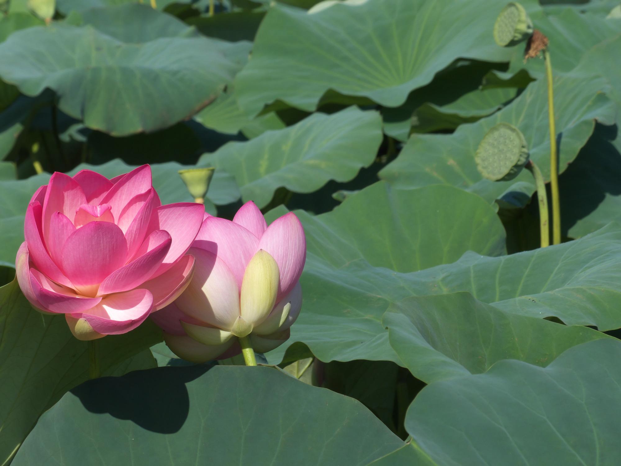 Particolare dei Loto