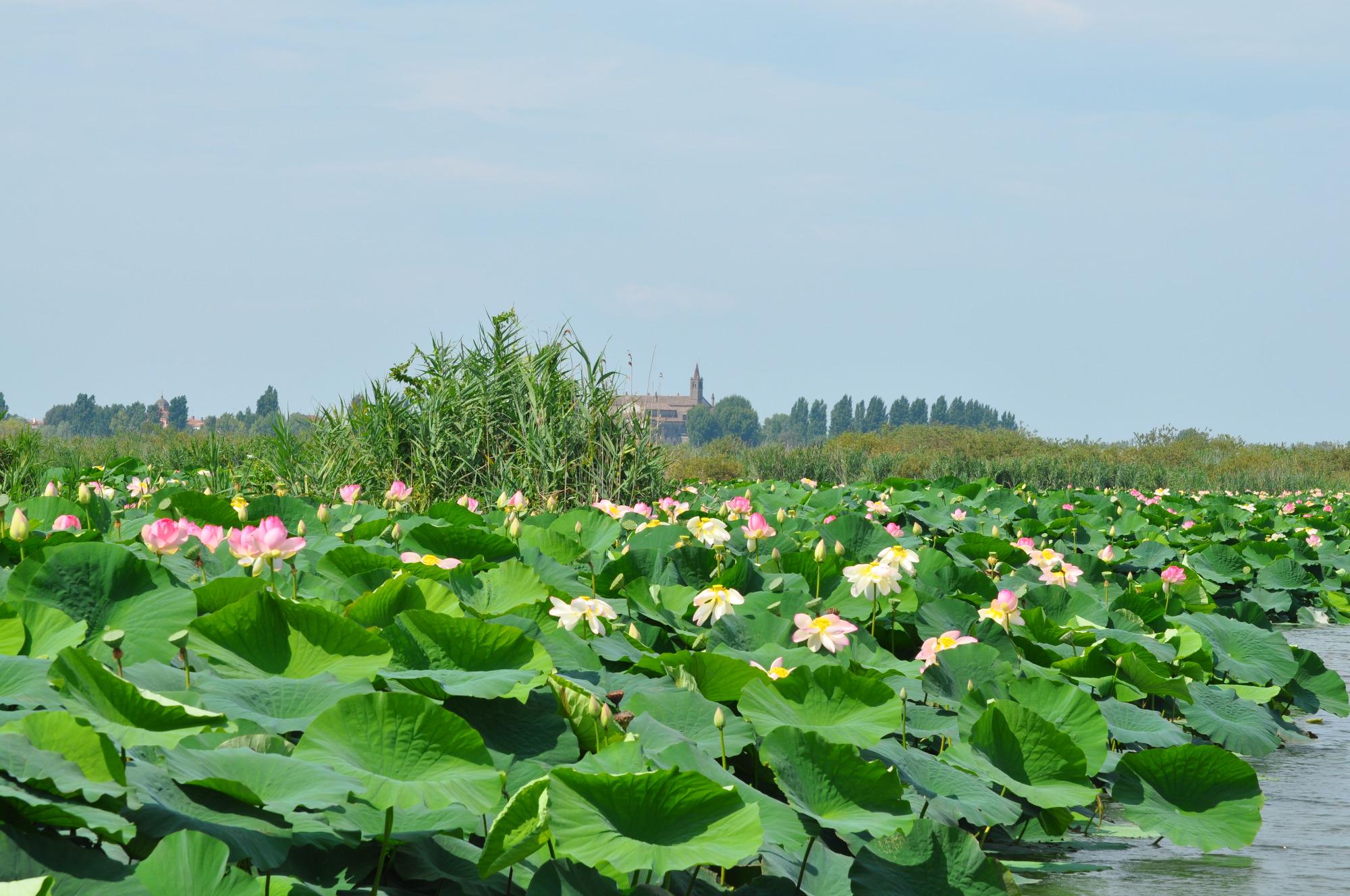 Fioritura dei Loto sul Lago Superiore