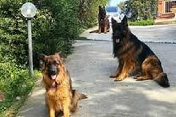 Casa vacanze Il Pastore Tedesco