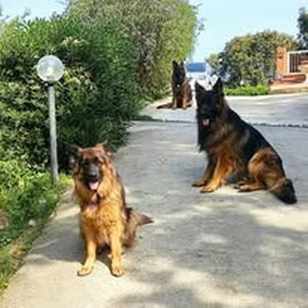  Casa Vacanze Il Pastore Tedesco