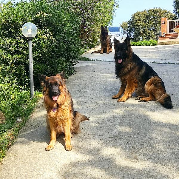 casa vacanze il pastore tedesco