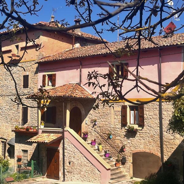 B&B Camelia