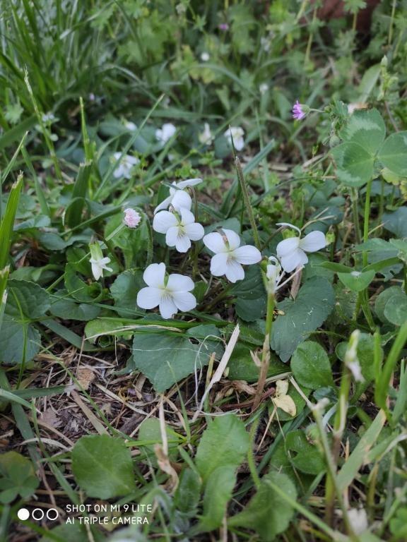 Viole bianche