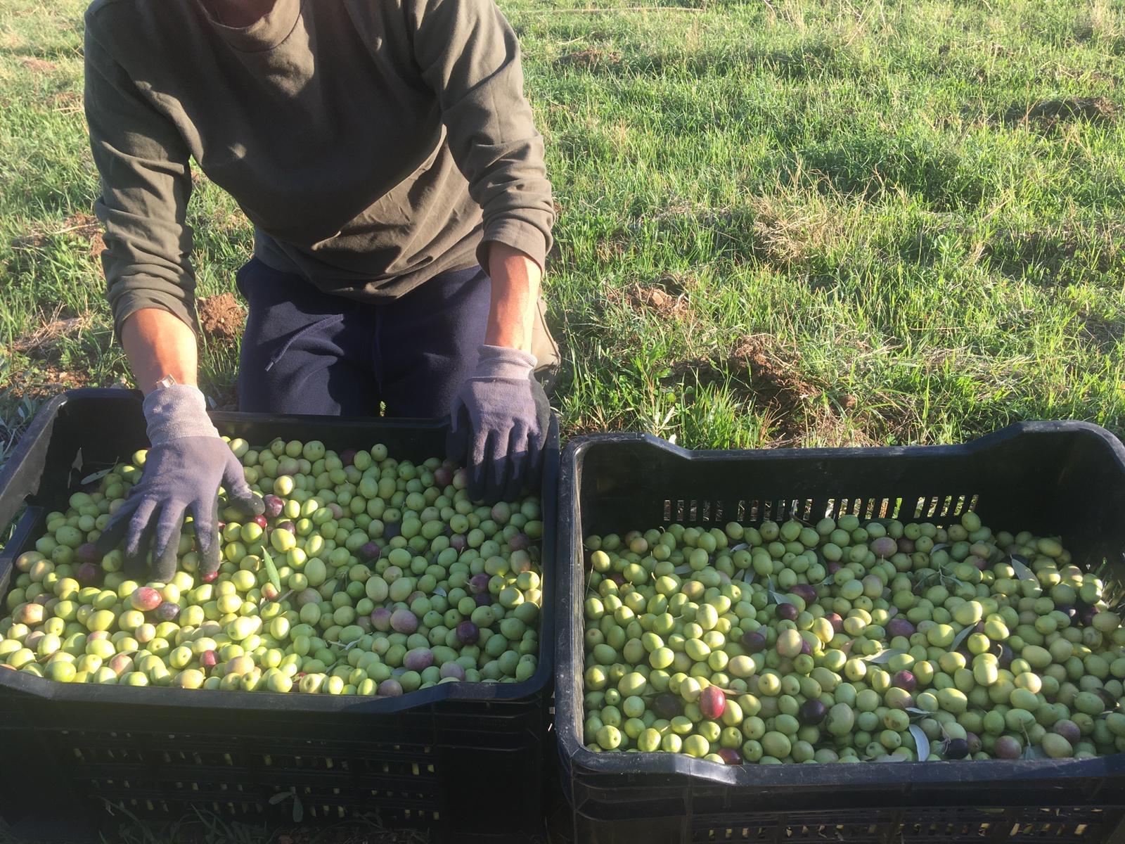 Esperienza raccolta delle olive ad Ottobre