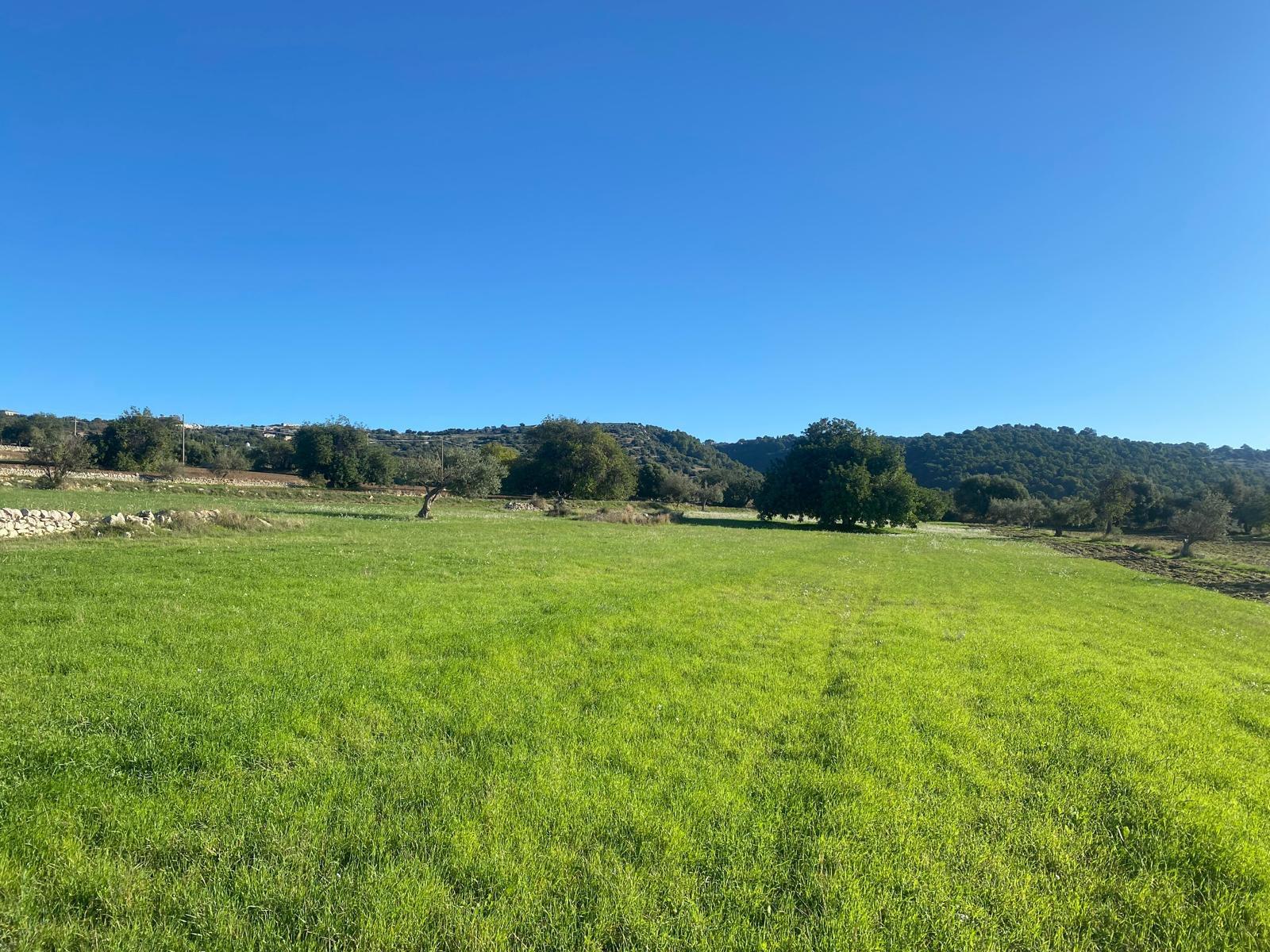 Esperienza raccolta dei carrubi seconda meta’di Agosto