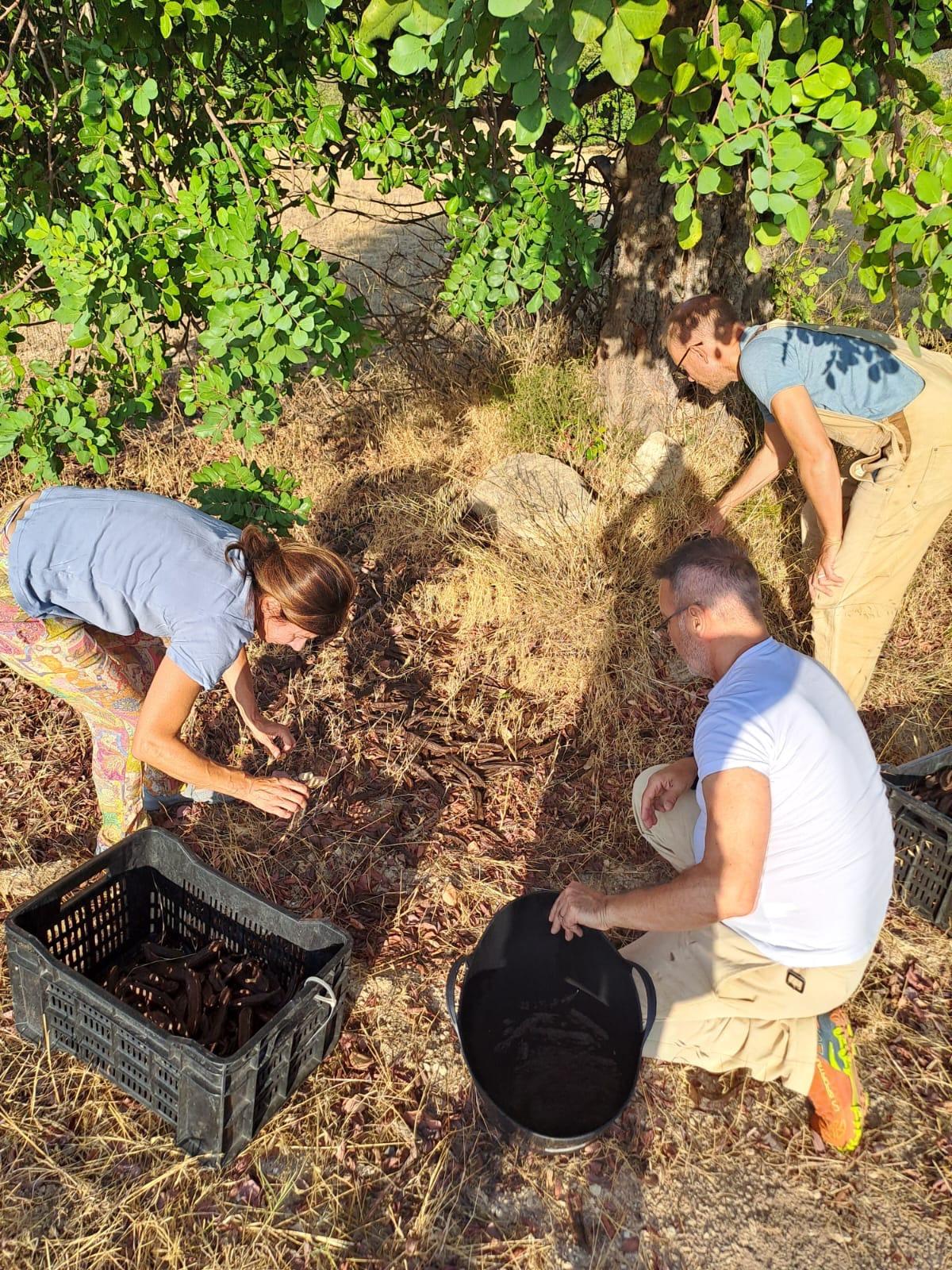 Esperienza raccolta dei carrubi
