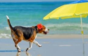 SCOPRITE LO SPECIALE SPIAGGE PET FRIENDLY IN ITALIA