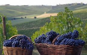 Langhe, Roero e Monferrato: 50° Patrimonio Unesco italiano 