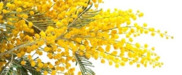 8 Marzo: gratis per le donne i musei e i luoghi di cultura statali
