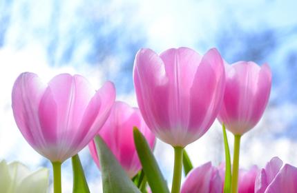 Fioriture spettacolari: i giardini e i campi in fiore più belli d’Italia