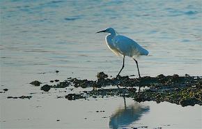 Primavera Slow sul Delta del Po. Tra passeggiate notturne, birdwatching, degustazioni, mostre