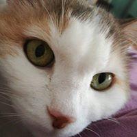 vincenza