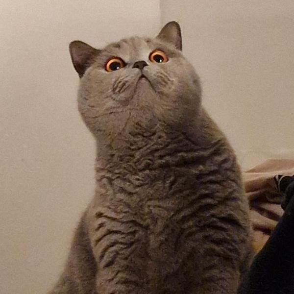 asia