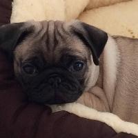 carole