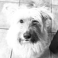 giuseppe
