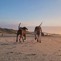 sjoerd