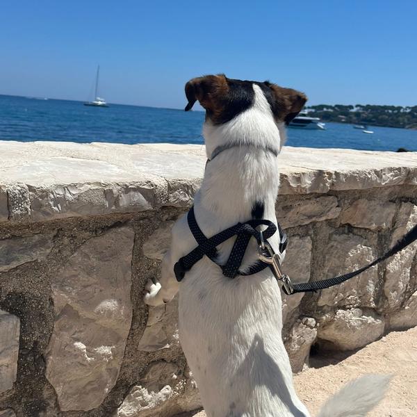 luca