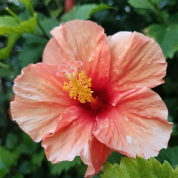 rosa
