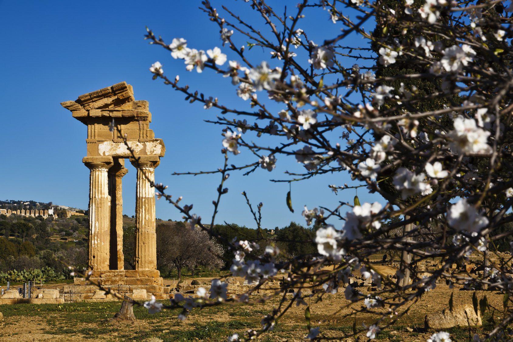 Tempio dei Dioscuri (o Tempio di Castore e Polluce) - Agrigento - 