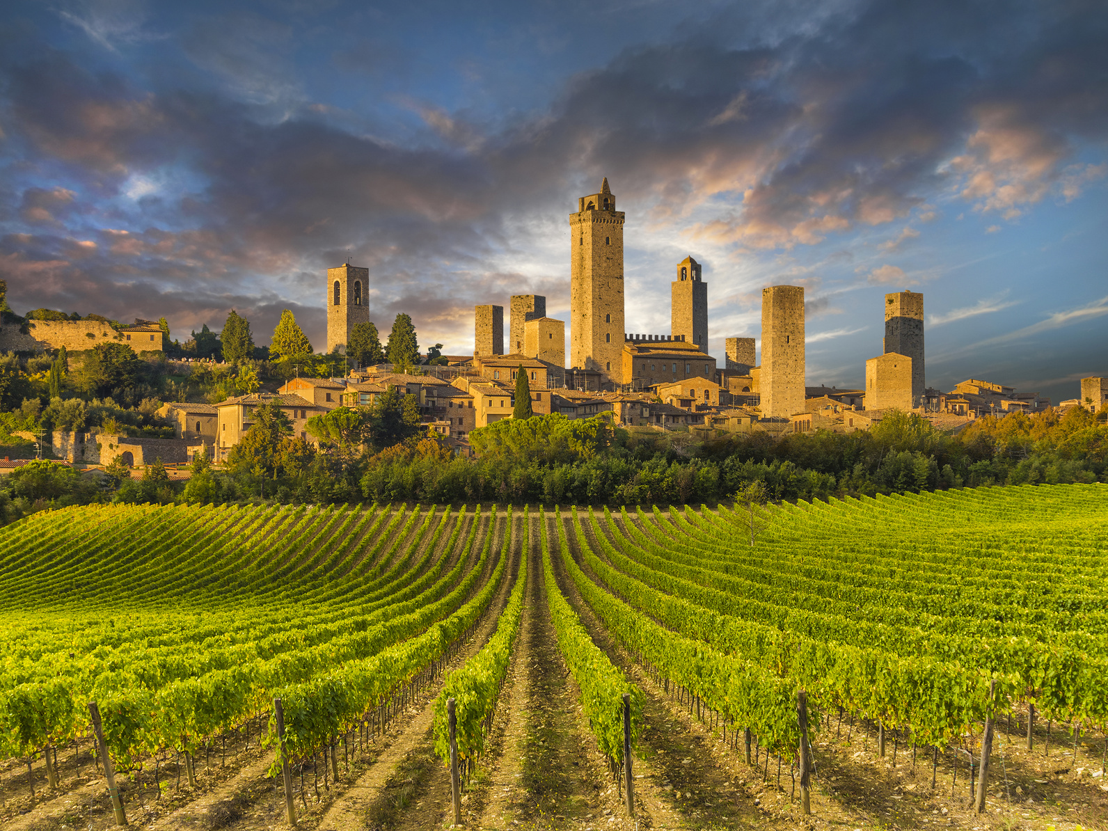 San Gimignano - Vigne ©Fotolia